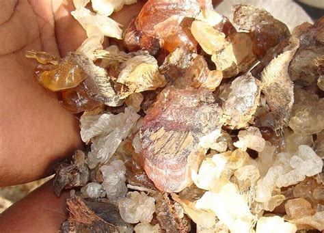 kutray medicine|Karaya Gum Uses, Benefits & Dosage .